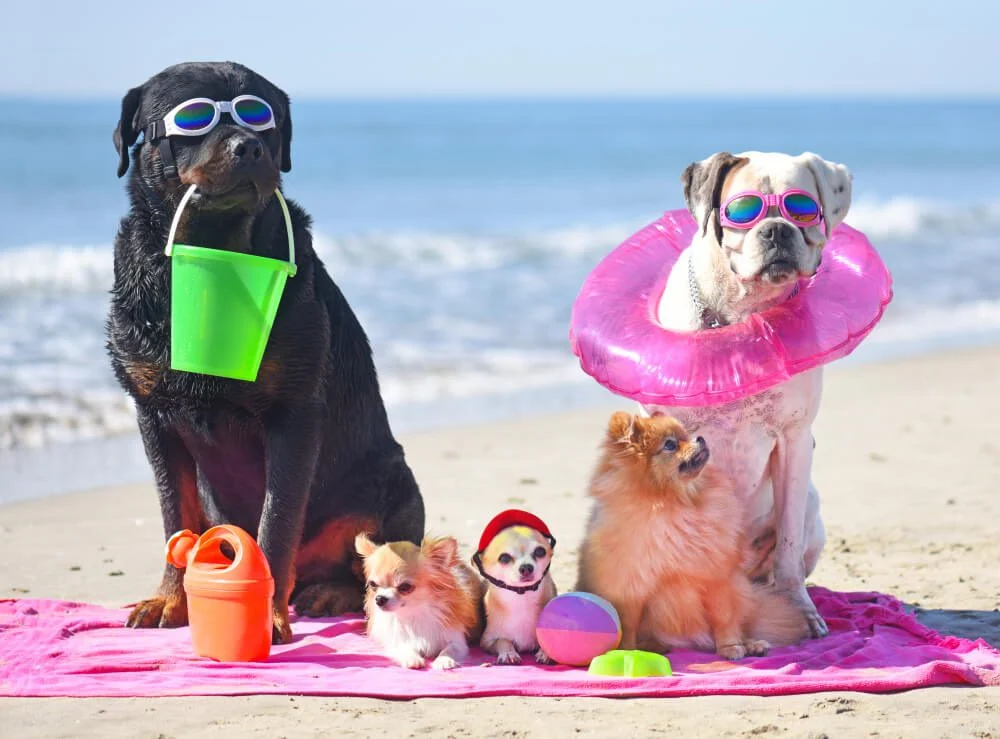 Pets chill on Harvey Beach during a lovely pet-friendly visit to Old Saybrook, CT.