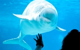 A narwhal at Mystic Aquarium, a great spring attraction in Middlesex County, CT.
